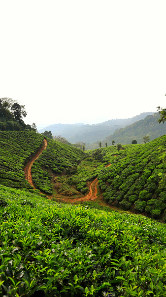 Tea Garden