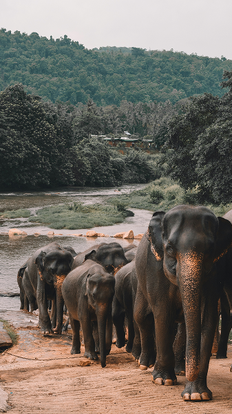 Dubare Elephant Camp