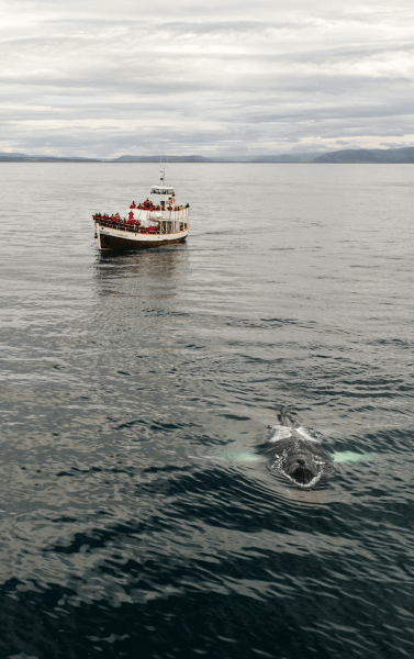 Whale watching tour